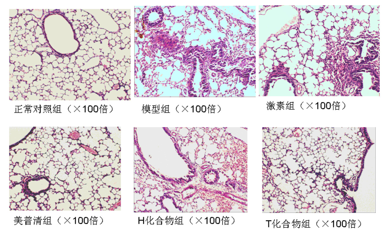 图2.各组小鼠肺组织病理切片he染色图