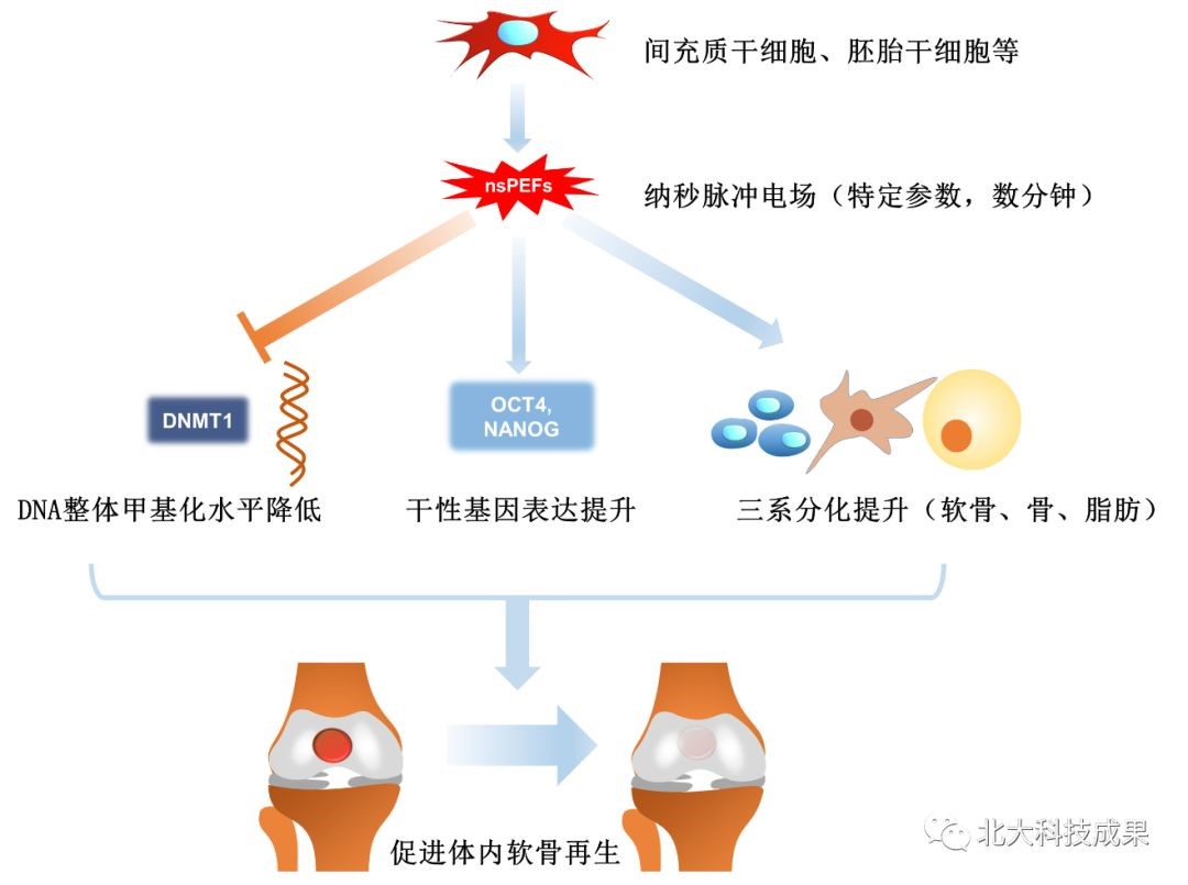 秒脉冲电场促进干细胞成软骨分化示意图知识产权拥有1项发明专利,正在